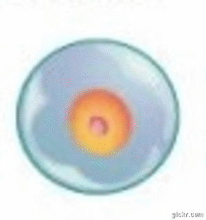 Animated GIF made with Gickr