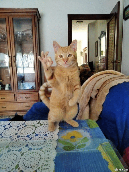 Animated GIF made with Gickr