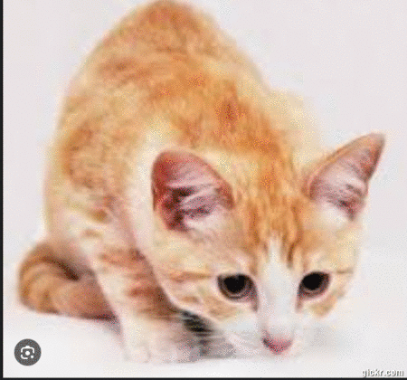 Animated GIF made with Gickr
