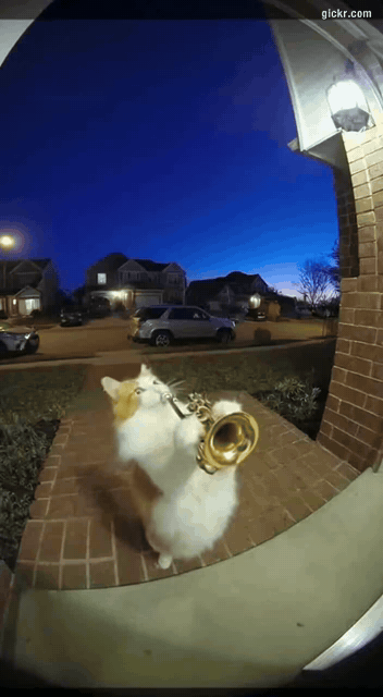 Animated GIF made with Gickr