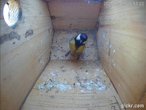 Animated GIF made with Gickr