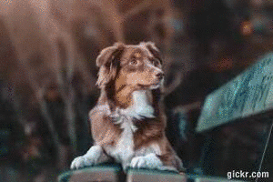 Animated GIF made with Gickr