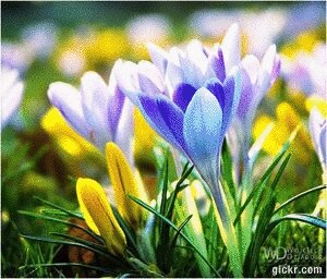 Animated GIF made with Gickr