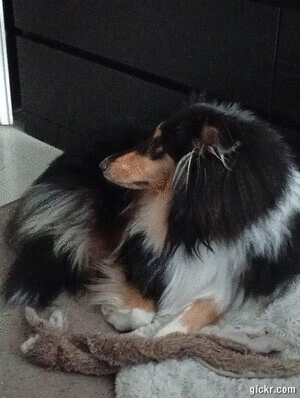 Animated GIF made with Gickr