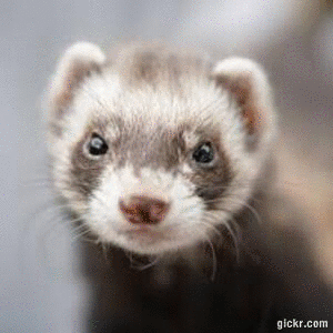 Animated GIF made with Gickr