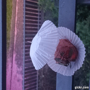Animated GIF made with Gickr