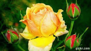 Animated GIF made with Gickr