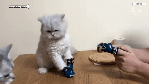 Animated GIF made with Gickr