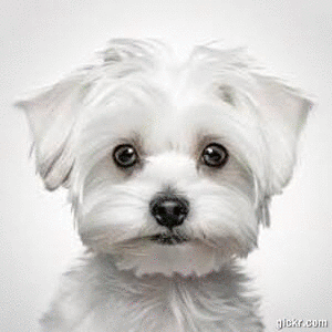 Animated GIF made with Gickr
