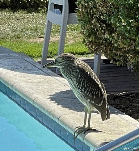 Animated GIF made with Gickr