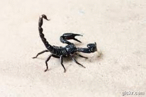 Animated GIF made with Gickr