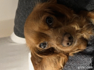 Animated GIF made with Gickr