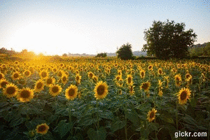 Animated GIF made with Gickr