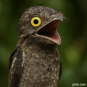 Animated GIF made with Gickr