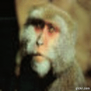 Animated GIF made with Gickr