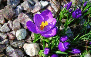 Animated GIF made with Gickr