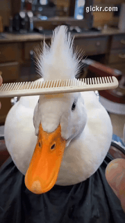 Animated GIF made with Gickr