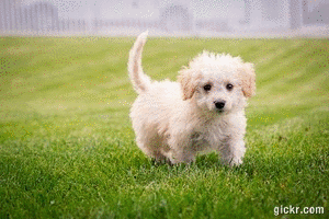 Animated GIF made with Gickr