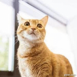 Animated GIF made with Gickr
