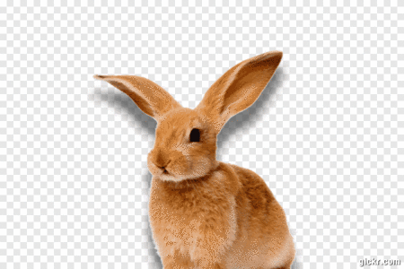 Animated GIF made with Gickr