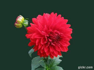 Animated GIF made with Gickr