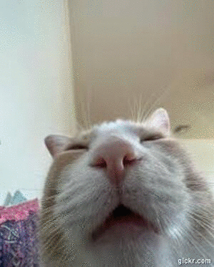 Animated GIF made with Gickr