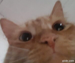 Animated GIF made with Gickr