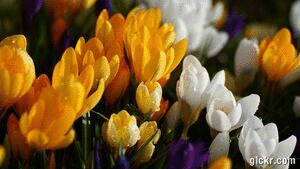 Animated GIF made with Gickr