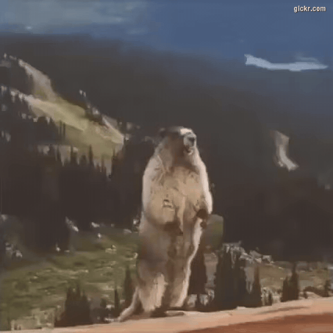 Animated GIF made with Gickr