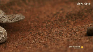 Animated GIF made with Gickr