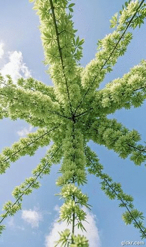Animated GIF made with Gickr