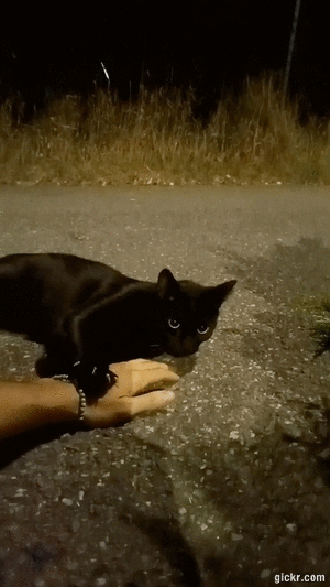 Animated GIF made with Gickr