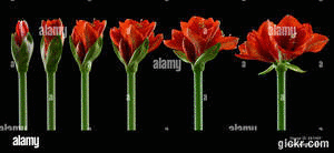Animated GIF made with Gickr