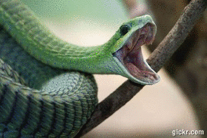Animated GIF made with Gickr