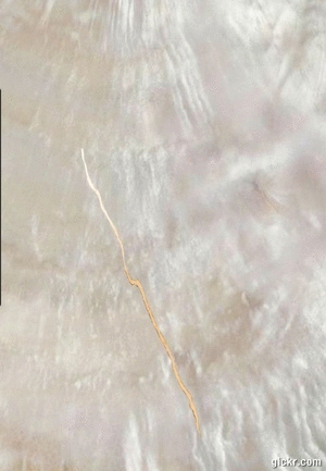 Animated GIF made with Gickr