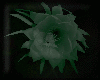 Animated GIF made with Gickr
