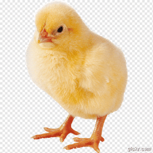Animated GIF made with Gickr