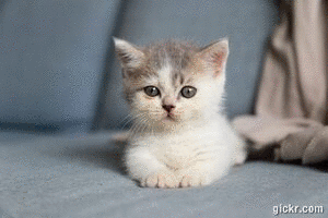 Animated GIF made with Gickr