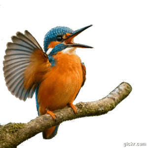 Animated GIF made with Gickr