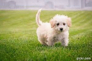 Animated GIF made with Gickr