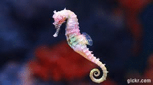 Animated GIF made with Gickr