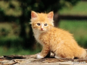 Animated GIF made with Gickr