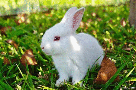 Animated GIF made with Gickr