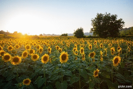 Animated GIF made with Gickr