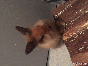 Animated GIF made with Gickr