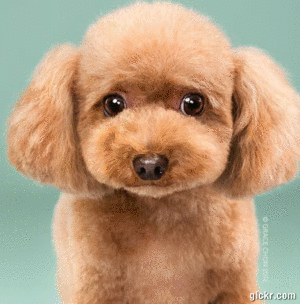 Animated GIF made with Gickr