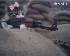 Animated GIF made with Gickr