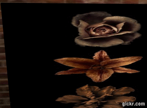 Animated GIF made with Gickr