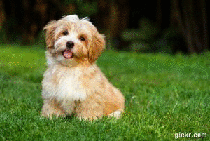 Animated GIF made with Gickr