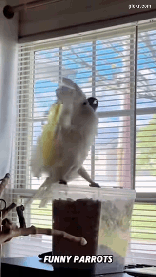Animated GIF made with Gickr